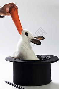 戴礼帽的兔子小兔子吃胡萝卜背景