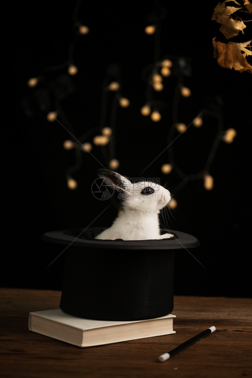 户内有趣的闪亮的可爱的小兔子图片