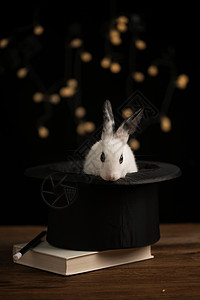 戴礼帽的兔子节日有趣的礼帽可爱的小兔子背景