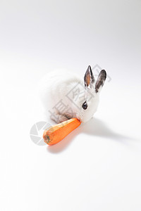 食品蔬菜留白可爱的小兔子吃胡萝卜图片