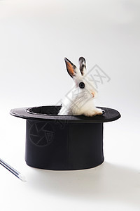戴礼帽的兔子魔术摄影家畜可爱的小兔子背景