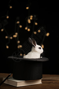 十二生肖家畜垂直构图可爱的小兔子图片