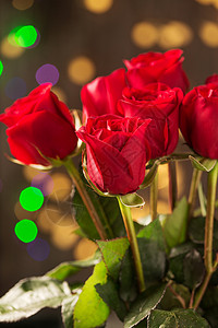 纯净花朵自然美玫瑰花背景图片