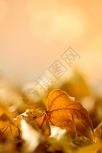 干品堆叠叶子枯叶背景图片