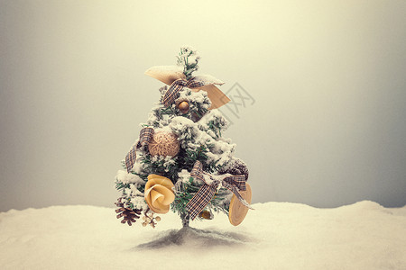 素材松树微距圣诞树背景图片