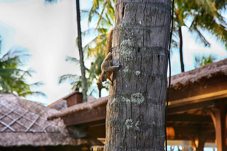 印度巨松鼠巴厘岛海边度假村背景