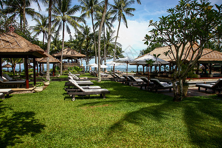 草丛中椰子树户外巴厘岛海边度假村背景