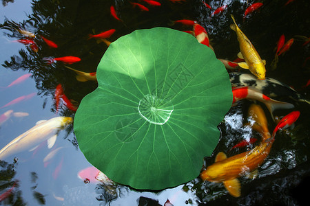 水生植物素材金鱼池塘上的荷叶茶具背景