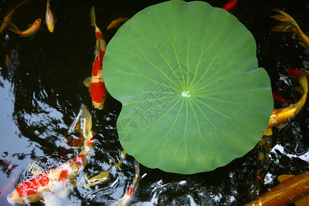 园艺的池塘金鱼亚洲高清图片素材