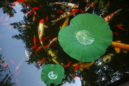花园池塘金鱼高清图片