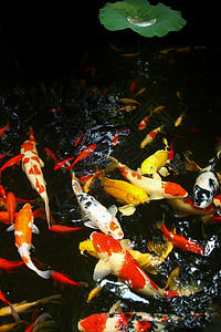 池塘金鱼锦鲤图片