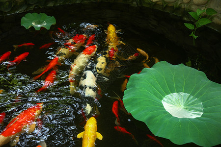 水生植物荷叶池塘高清图片