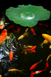夏天池塘里的荷叶和金鱼高清图片