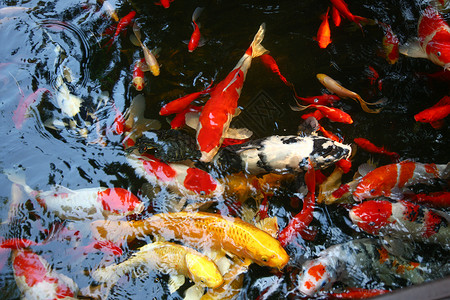 夏天池塘里的金鱼和荷叶环境保护高清图片素材