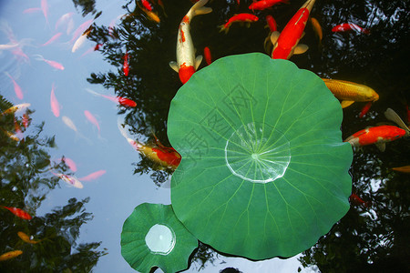 绿色家园图片夏天池塘里的金鱼和荷叶背景