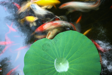小溪抓鱼夏天池塘里的金鱼和荷叶背景