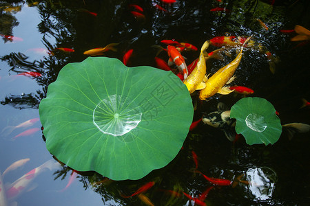 夏天池塘里的金鱼和荷叶水池高清图片素材