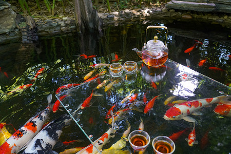 夏天池塘里的金鱼和水上的茶杯茶叶背景图片