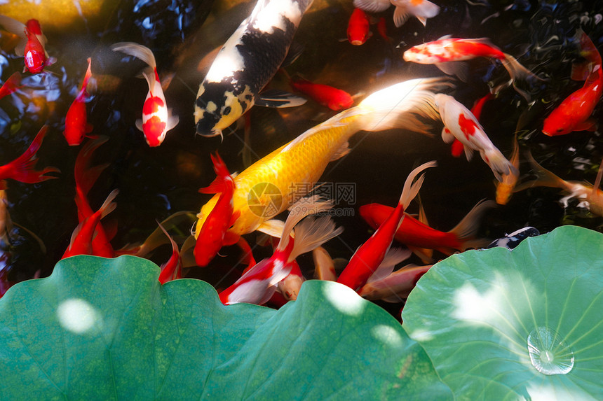 夏天池塘里的金鱼和荷叶图片