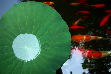 酷暑时候的荷叶池塘和金鱼背景图片