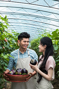 收获果实情侣夏天一起去采摘的年轻家庭夫妇背景