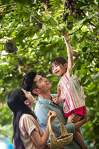 抱着水果的女孩幸福家庭在采摘葡萄背景