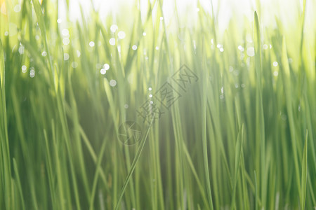 湿草地环境保护露珠茂盛青草背景