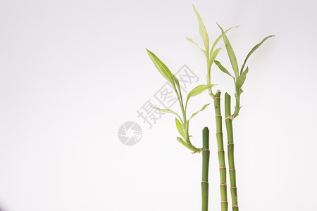 奇异的植物室内茎成一排富贵竹背景