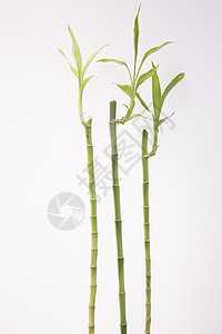 植物学植物摄影富贵竹背景图片