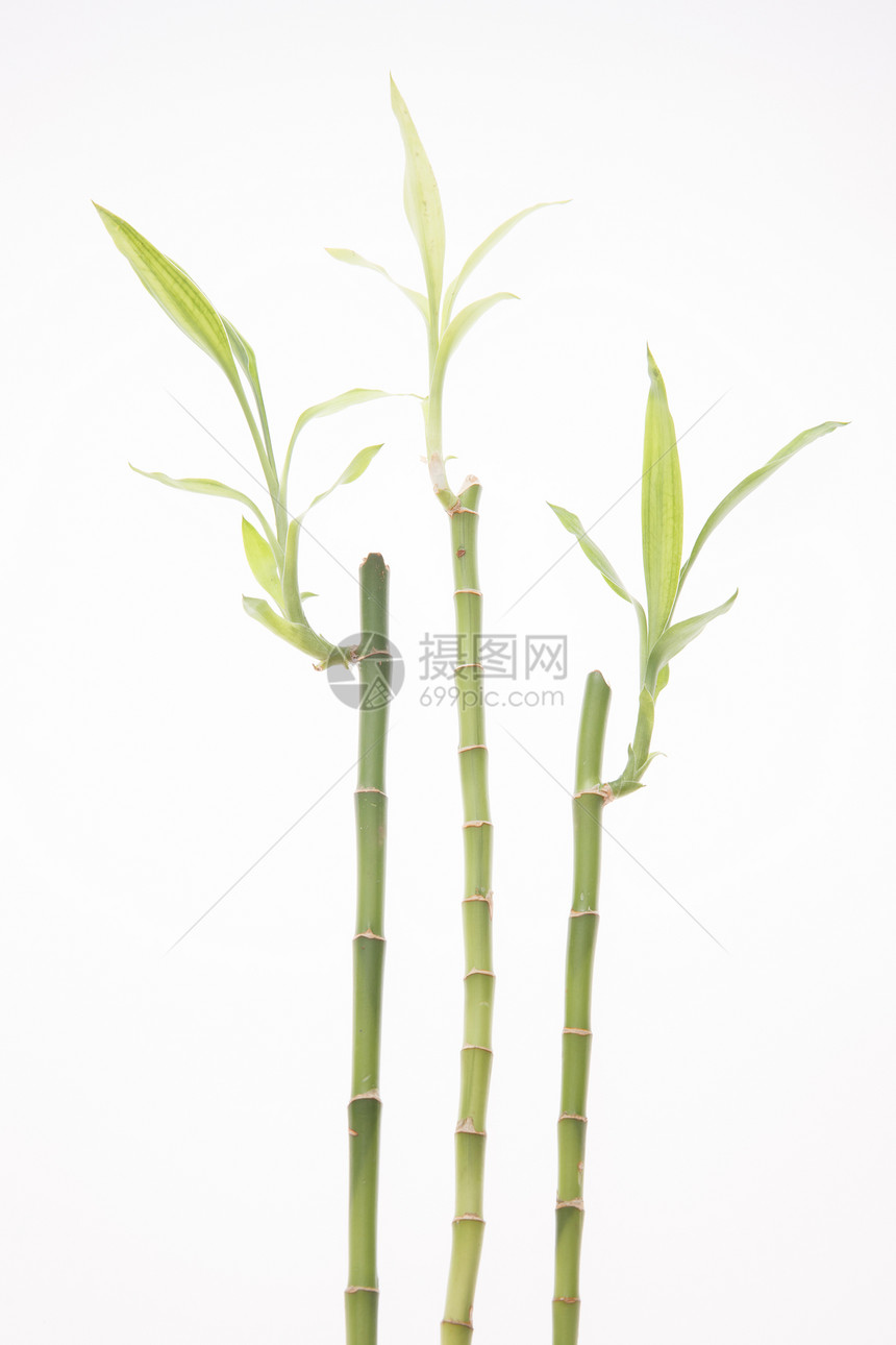绿色植物垂直构图富贵竹图片