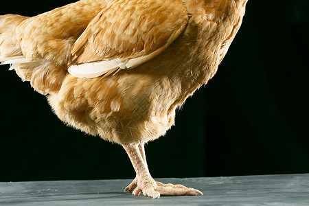 家畜健康的雌动物母鸡高清图片