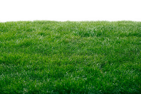 绿色青草纯净影棚拍摄植物绿色的草皮背景