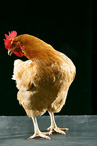 垂直构图雌动物母鸡高清图片