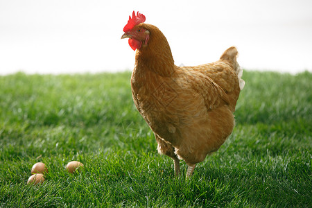 产卵影棚拍摄亚洲例行公事母鸡背景