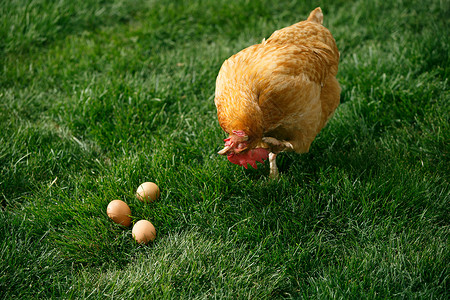 鸡蛋卵摄影母鸡图片