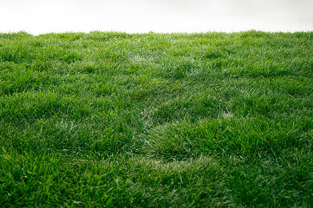 绿色的草地安静整洁的环境高清图片