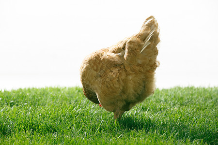 农产品市场觅食家禽母鸡高清图片