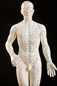 人体解剖学中医教学穴位用具背景