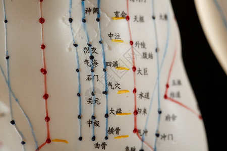 解剖医学的中医教学穴位用具背景