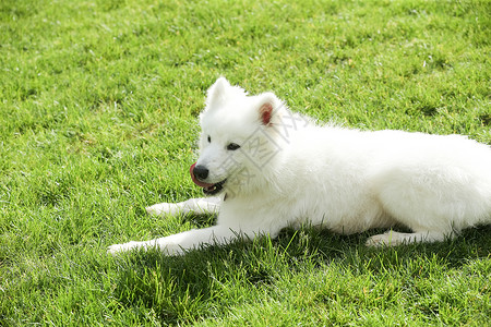 白色萨摩耶动物保护健康生活方式萨摩犬宠物狗背景