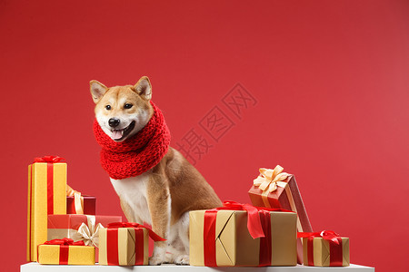 可爱的柴犬新年多毛高清图片
