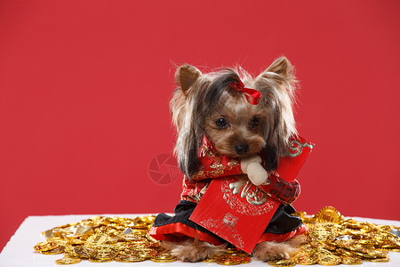 红包和金币可爱的约克夏犬背景