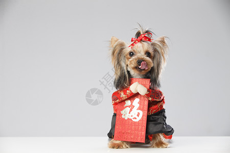 吉祥动物约克夏犬和红包背景