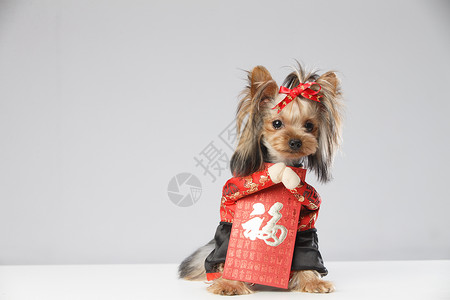 约克夏犬和红包背景图片