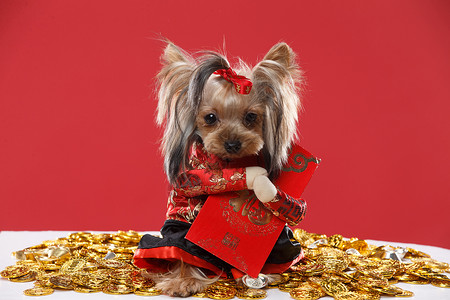 红包金币礼物可爱的约克夏犬背景