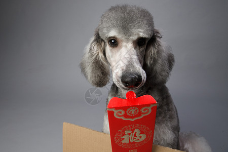 可爱的贵宾犬和红包背景图片