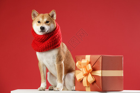红色缎带蝴蝶结可爱的柴犬背景