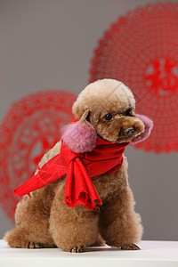 狗剪纸动物生肖新年可爱的贵宾犬背景