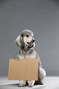 灰色背景灰色坐着贵宾犬图片