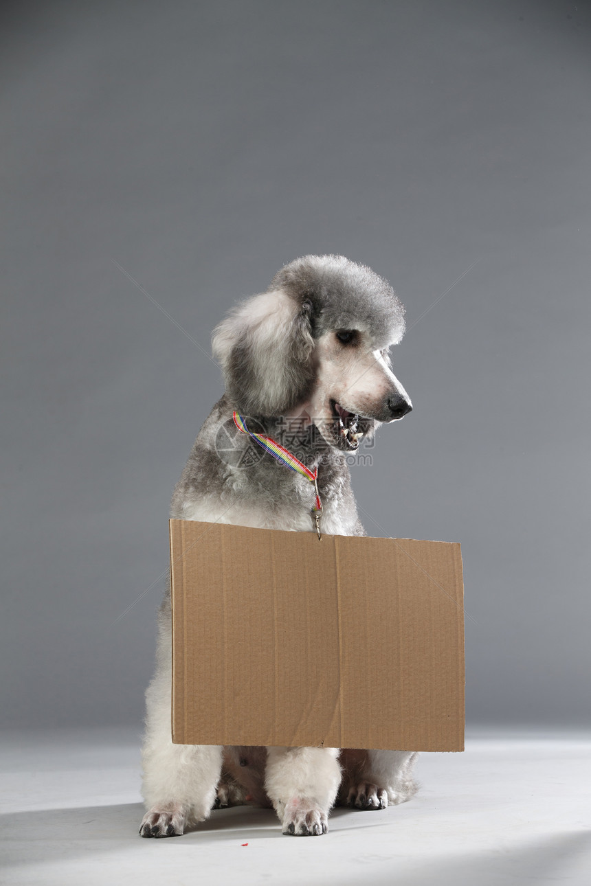 动物毛发摄影白板贵宾犬图片
